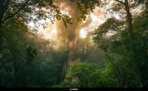 Read more about the article 3,000-Year-Old Cedar Tree Knocked Over By Typhoon Shanshan In Japan: Report