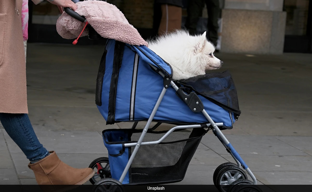 Read more about the article Dog Strollers Outsell Baby Strollers In Country With World’s Lowest Birth Rate: Report