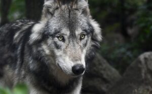 Read more about the article Wolf Terror On The Rise In Uttar Pradesh, 13-Year-Old Boy Attacked