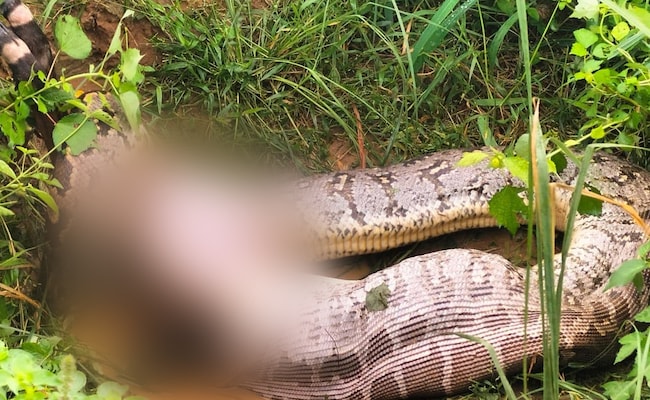 Read more about the article 16-Foot Python Swallows Calf Alive, Villagers Use Sticks To Save It