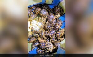 Read more about the article Smuggler With 195 Indian Star Tortoises Arrested Along Indo-Bangladesh Border