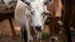 Read more about the article Maharashtra, Citing Vedic Significance, Declares Cow As “Rajyamata-Gomata”