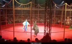 Read more about the article Angry Bear Attacks Circus Trainer In Front Of Horrified Audience In Russia