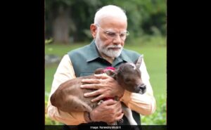 Read more about the article Prime Minister Narendra Modi Shares Heartwarming Moment With Newborn Calf ‘Deepjyoti’