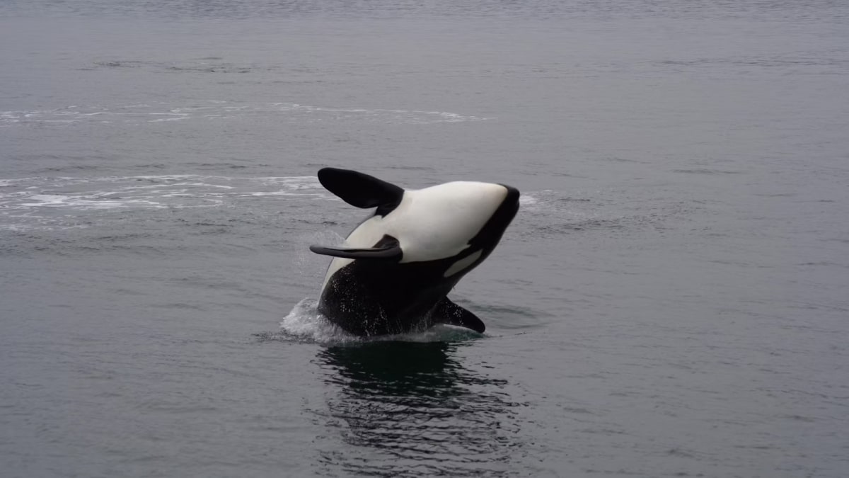 Orcas Targeting Boats in Iberian Peninsula Might Be Practising Hunting Techniques