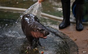 Read more about the article The Two-Month-Old Pygmy Hippo Who Has Become Viral Internet Sensation