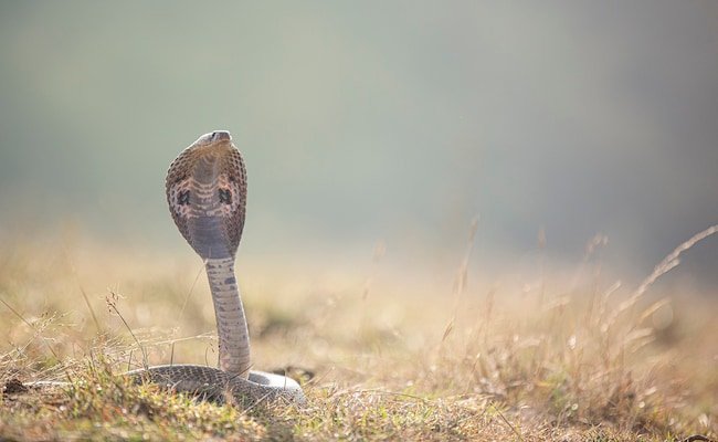 3 Children, Sleeping Together In Fear Of Elephant Attack, Die Of Snake Bite In Jharkhand: Cops