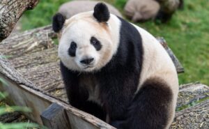 Read more about the article Finland Zoo To Return 2 Giant Pandas To China Because They Are Too Expensive To Keep