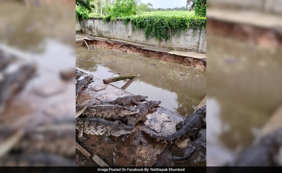 Read more about the article Thai Farmer Forced To Kill Over 100 Crocodiles