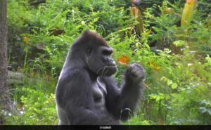 Read more about the article How Gorillas And Traditional Healers May Inspire Breakthroughs in Medicine