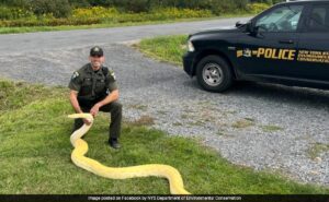 Read more about the article Illegally-Owned 13-Foot Burmese Python Rescued From New York Home