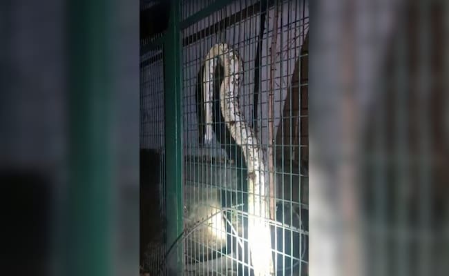 Read more about the article Giant Python Gets Into Power House In Lucknow, Causes Outage