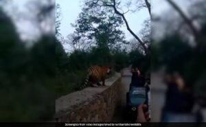 Read more about the article Tourists’ Close Encounter With Tiger In Ranthambore Captured On Camera