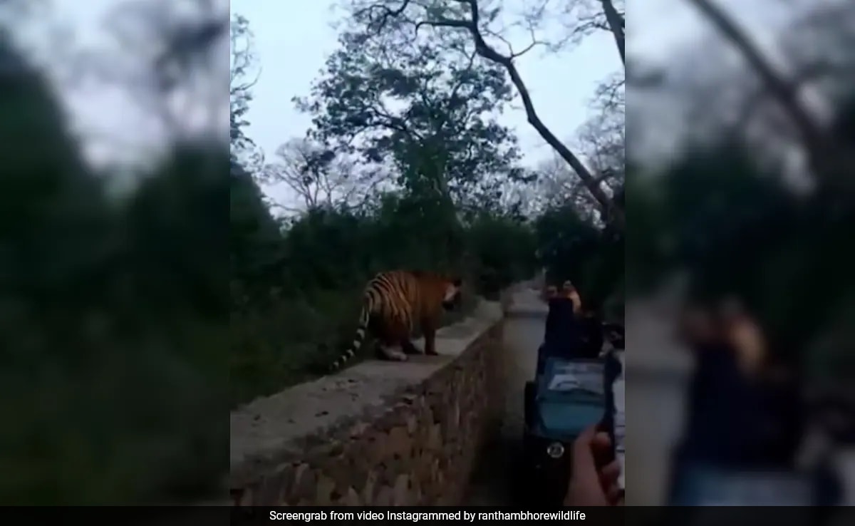 Video: Tourists' Close Encounter With Tiger In Ranthambore Captured On Camera