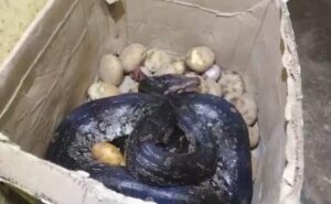 Read more about the article 8-Foot Python Found Inside Potato Box In Maharashtra Hotel