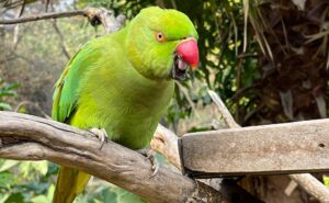 Read more about the article Madhya Pradesh Parrot Undergoes Tumour Surgery