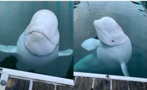 Read more about the article “Russian Spy” Beluga Whale Had Multiple Bullet Wounds: Animal Rights Group