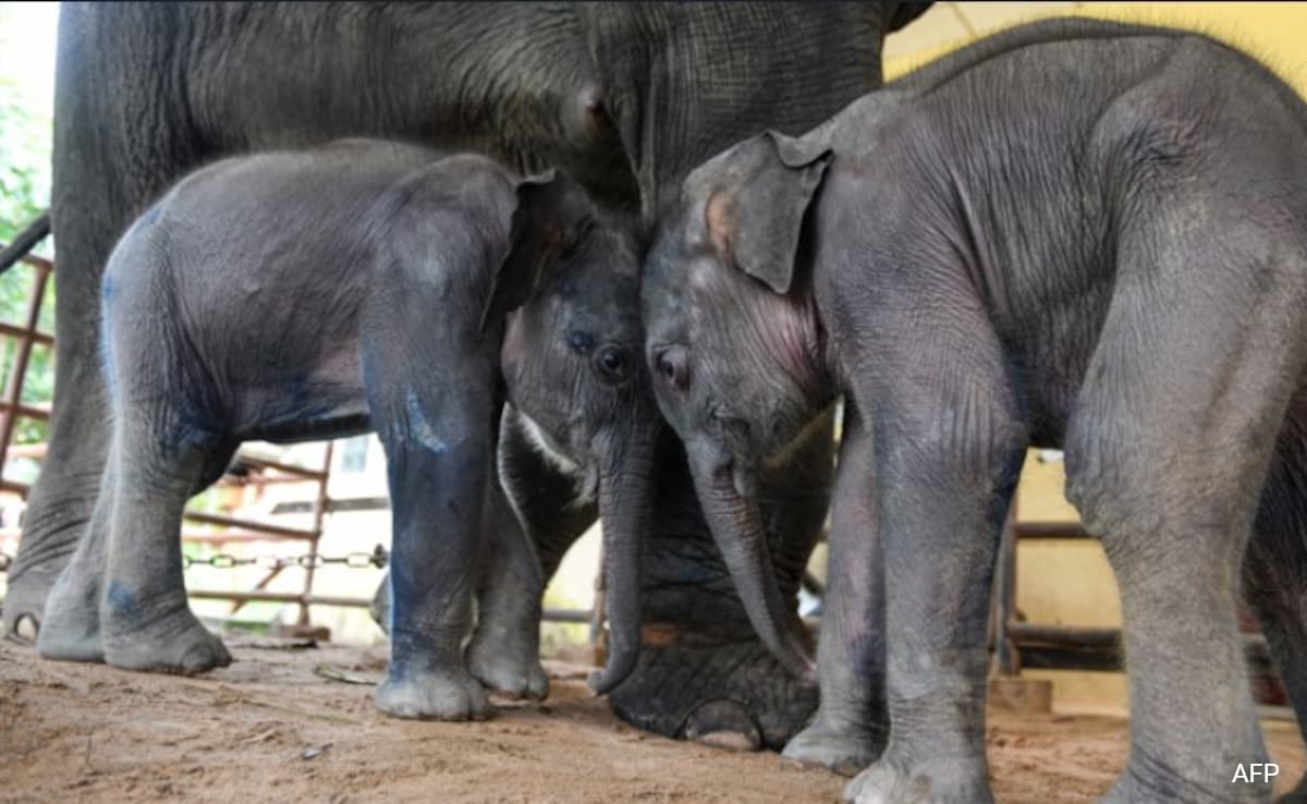 Read more about the article Rare Twin Elephants Born In Myanmar Timber Camp