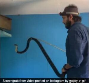 Read more about the article Panic Grips Family After 9-Foot King Cobra Found In Karnataka Home