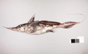 Read more about the article Scientists Discover Ghostly ‘Spookfish’ That Prowls Pacific Ocean Floor