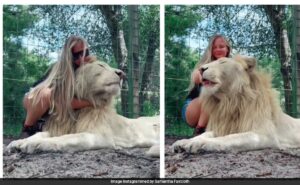 Read more about the article Video Shows Woman Snuggling With Majestic White Lion