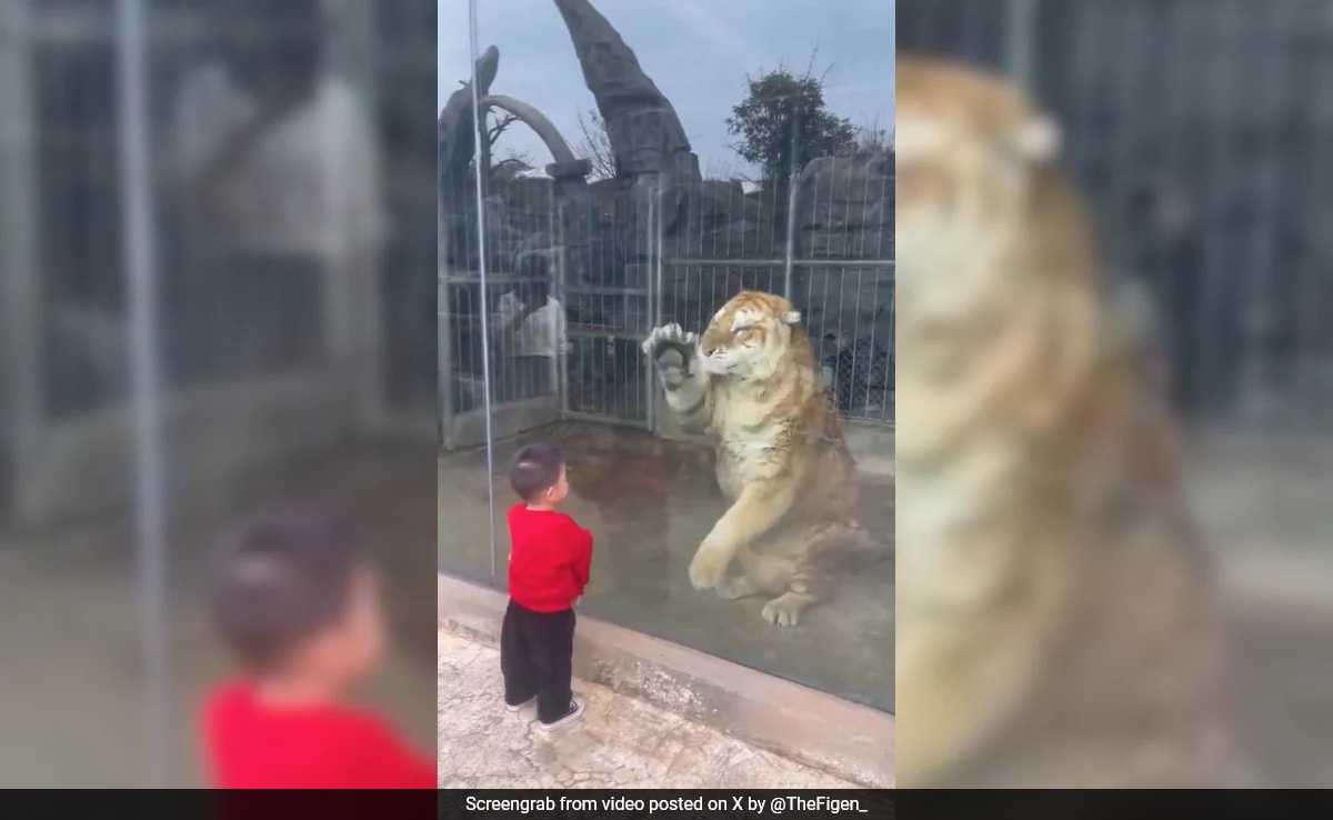 'Newfound Friendship': Tiger's Playful Response To Toddler's 'Paw-Punching' Melts Internet