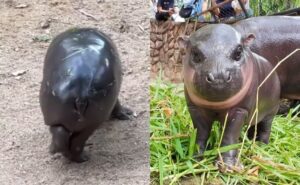 Read more about the article Viral Pygmy Hippo ‘Moo Deng’ Stuns Internet With ‘Moonwalk’