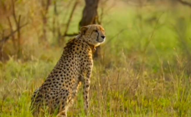 Female Cheetah To Soon Give Birth To Cubs At Kuno National Park: MP CM Yadav