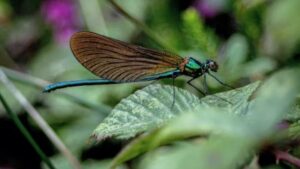 Read more about the article COP16 Biodiversity Summit: How Nations Are Tackling Global Biodiversity Loss and Species Extinction