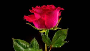 Read more about the article Scientists Unravel Rose Genetics: How Eastern and Western Species Created Modern Varieties