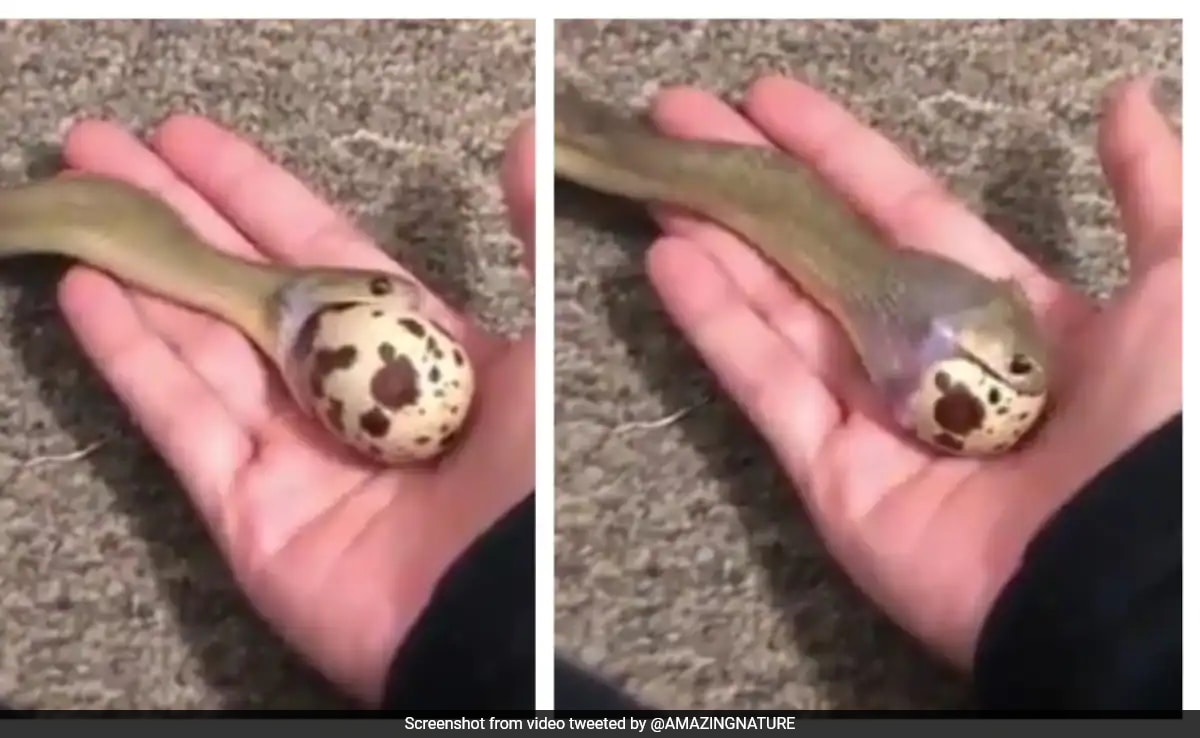 Read more about the article Viral Video Shows Snake Swallowing An Egg Bigger Than Its Head: “Unbelievable Elasticity”