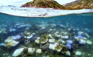 Read more about the article Global Coral Bleaching Event Biggest On Record: US Agency