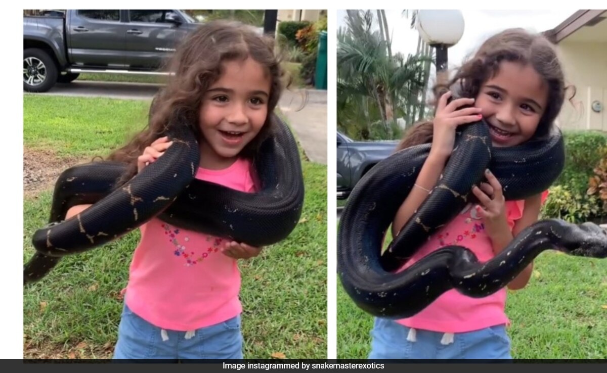 Video: Little Girl Wraps A Giant Snake Around Her Neck, Internet Slams 'Content Hungry' Parents