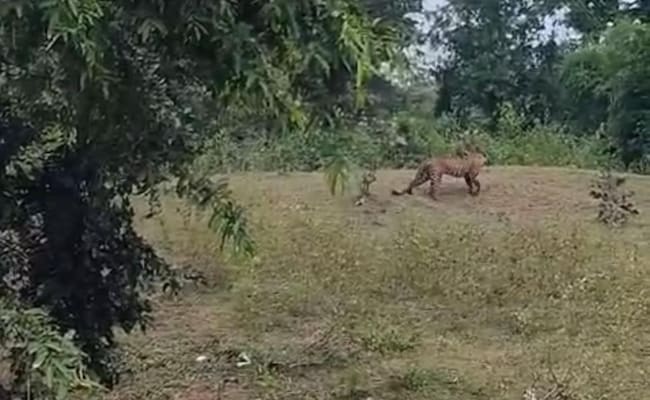 Video: They Shouted 'Come, Come, Come' At Leopard, It Mauled 3 People