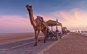 Read more about the article The Best Time To Visit Gujarat and Explore The Breathtaking Rann Of Kutch