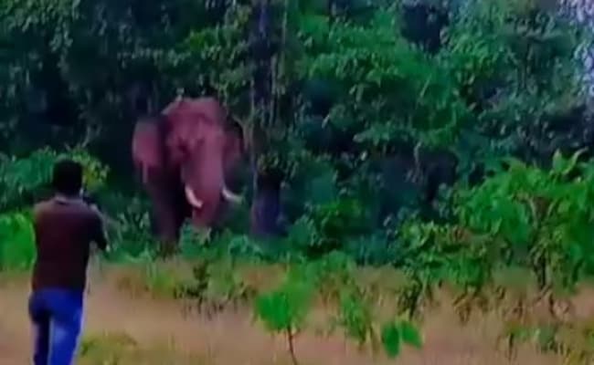 Read more about the article Wild Elephant Attacks And Tramples A Man To Death In Maharashtra