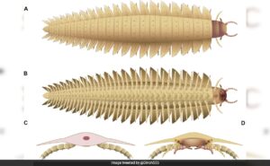 Read more about the article Scientists Reconstruct Face Of Car-Sized Insect That Roamed Earth 340 Million Years Ago