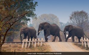 Read more about the article 7 Elephants Found Dead In Bandhavgarh Tiger Reserve In Madhya Pradesh