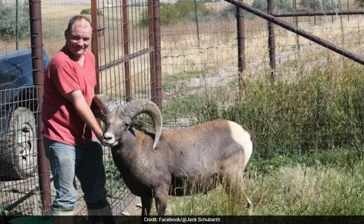 US Man Imports Genetic Material To Create "Enormous" Hybrid Sheep, Arrested