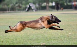 Read more about the article Army Dog Phantom Dies In Anti-Terror Op In Jammu And Kashmir