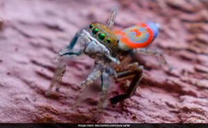 Read more about the article Peacock Spider, Found Two Years Ago, At High Risk Of Extinction