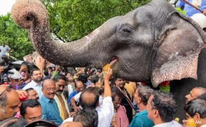 Read more about the article Elephant Brought For Telugu Movie Shoot Runs Into Forest, Found 12 Hours Later