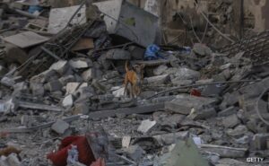 Read more about the article Stray Dogs Eat Bodies On Gaza Streets As Death Count Mounts To 42,400