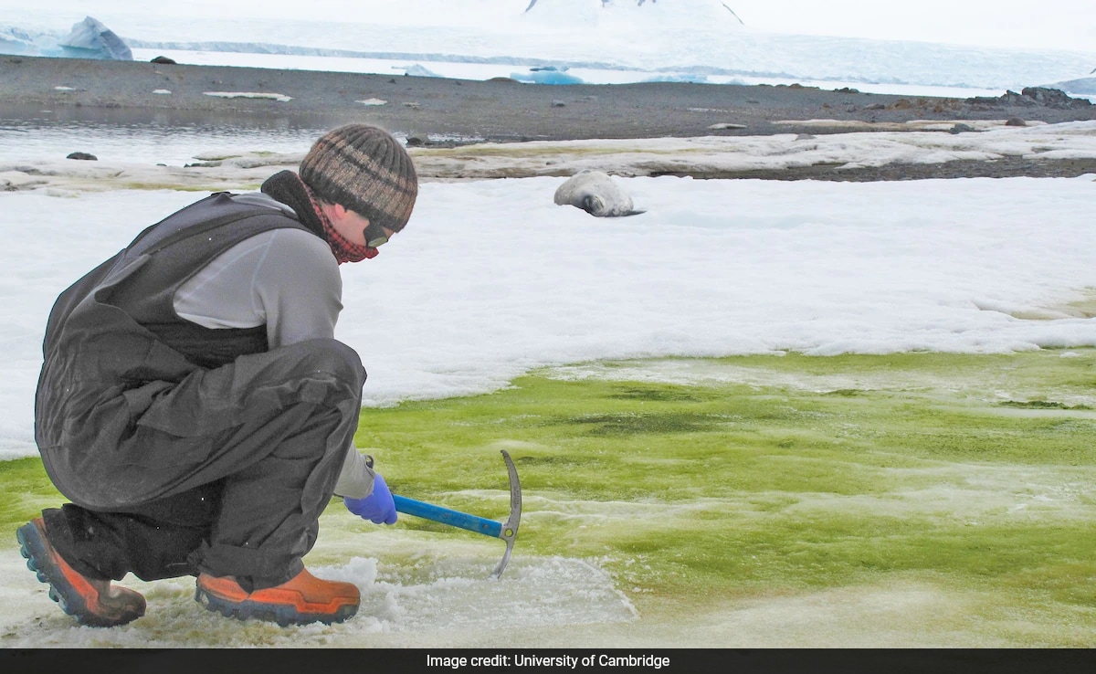 Read more about the article Antarctica Turning Green At An Alarming Rate, Says Study