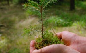 Read more about the article 1,000-Year-Old Seed Revived In Israeli Desert, Grows Into 10-Foot Tree