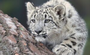 Read more about the article Arunachal Pradesh Is Now Home To 36 Snow Leopards, Reveals Survey