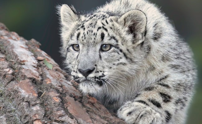 Arunachal Pradesh Is Now Home To 36 Snow Leopards, Reveals Survey