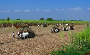 Read more about the article How Global Tensions Are Affecting Farmers In Madhya Pradesh