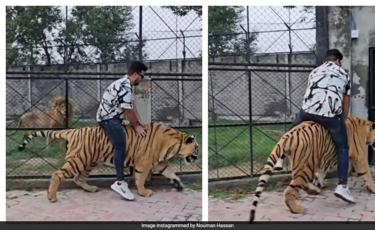 Read more about the article Video Shows Pakistani Influencer Riding A Chained Tiger, Internet Calls It “Animal Cruelty”