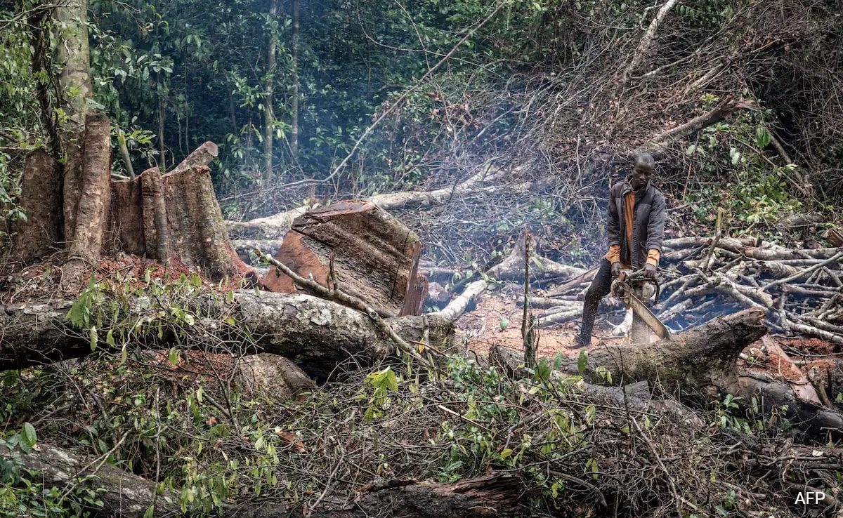 Read more about the article From Bolivia To Indonesia, Deforestation Continues Apace